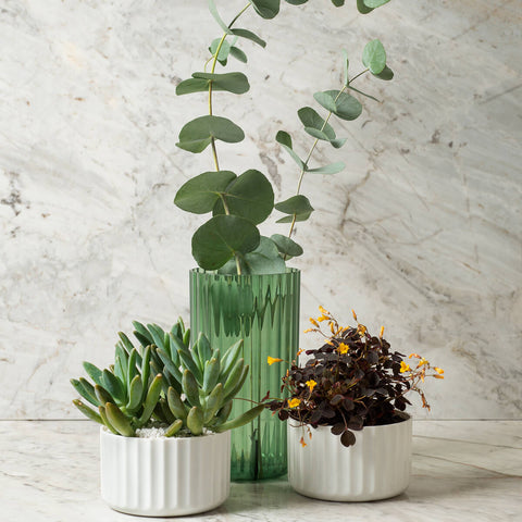 Vaso De Flor Mini Decorativo Planta Cacto Groove Jardim Ou Branco Fechado