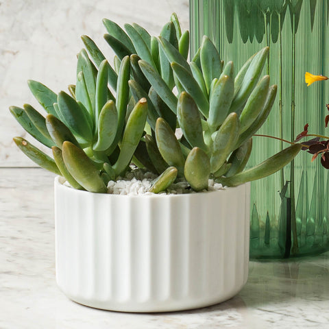 Vaso De Flor Mini Decorativo Planta Cacto Groove Jardim Ou Branco Fechado