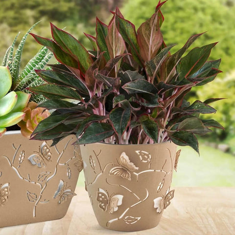 Kit 6 Cachepots 3D 2,5L cada Vasos de Flores Plantas Floreira de Mesa Plástico Borboletas Plasvale