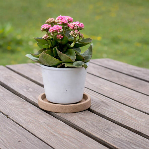 7908538113267.jpg
