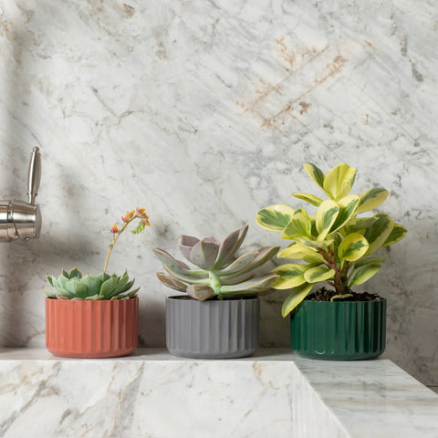 Vaso De Flor Mini Decorativo Planta Cacto Groove Jardim Ou Terracota Fechado