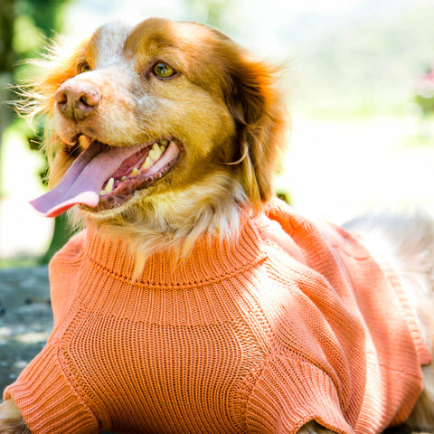Malha Para Cachorro Roupa De Frio Grife Suéter Pet Crochê Laranja