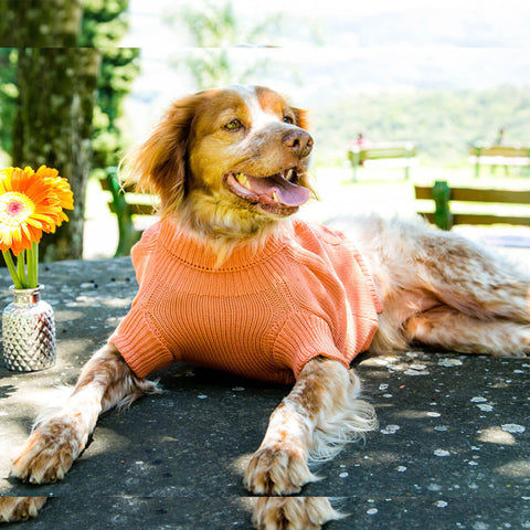 Malha Para Cachorro Roupa De Frio Grife Suéter Pet Crochê Laranja