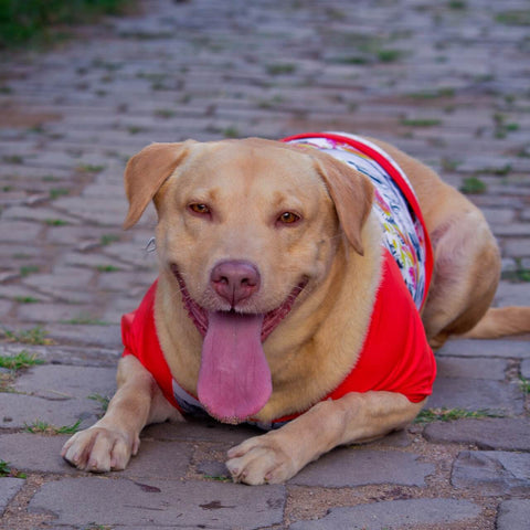 Camiseta Para Cachorro Camisa Pet Roupa Proteção Solar Dog Tamanho P