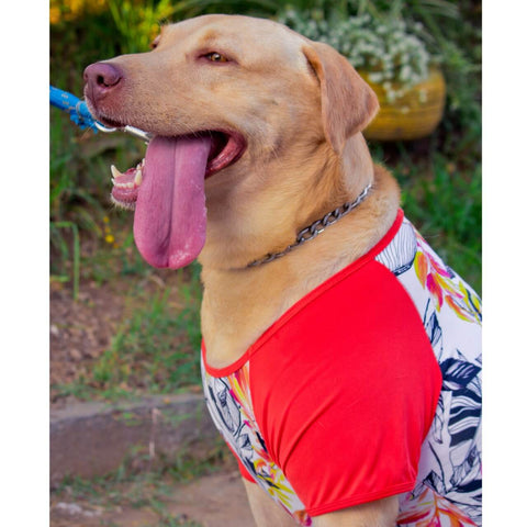 Camiseta Para Cachorro Camisa Pet Roupa Proteção Solar Dog Tamanho P