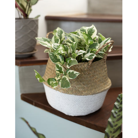 Cesto Origin Pequeno Com Alças Laterais Yoi Cesto Trançado Seagrass Natural E Branco