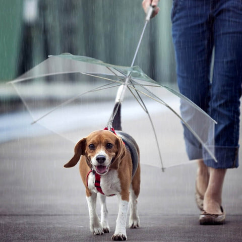 Guarda Chuva Pet Cachorro Capa de Chuva para Cães com Guia Transparente Fazzoletti